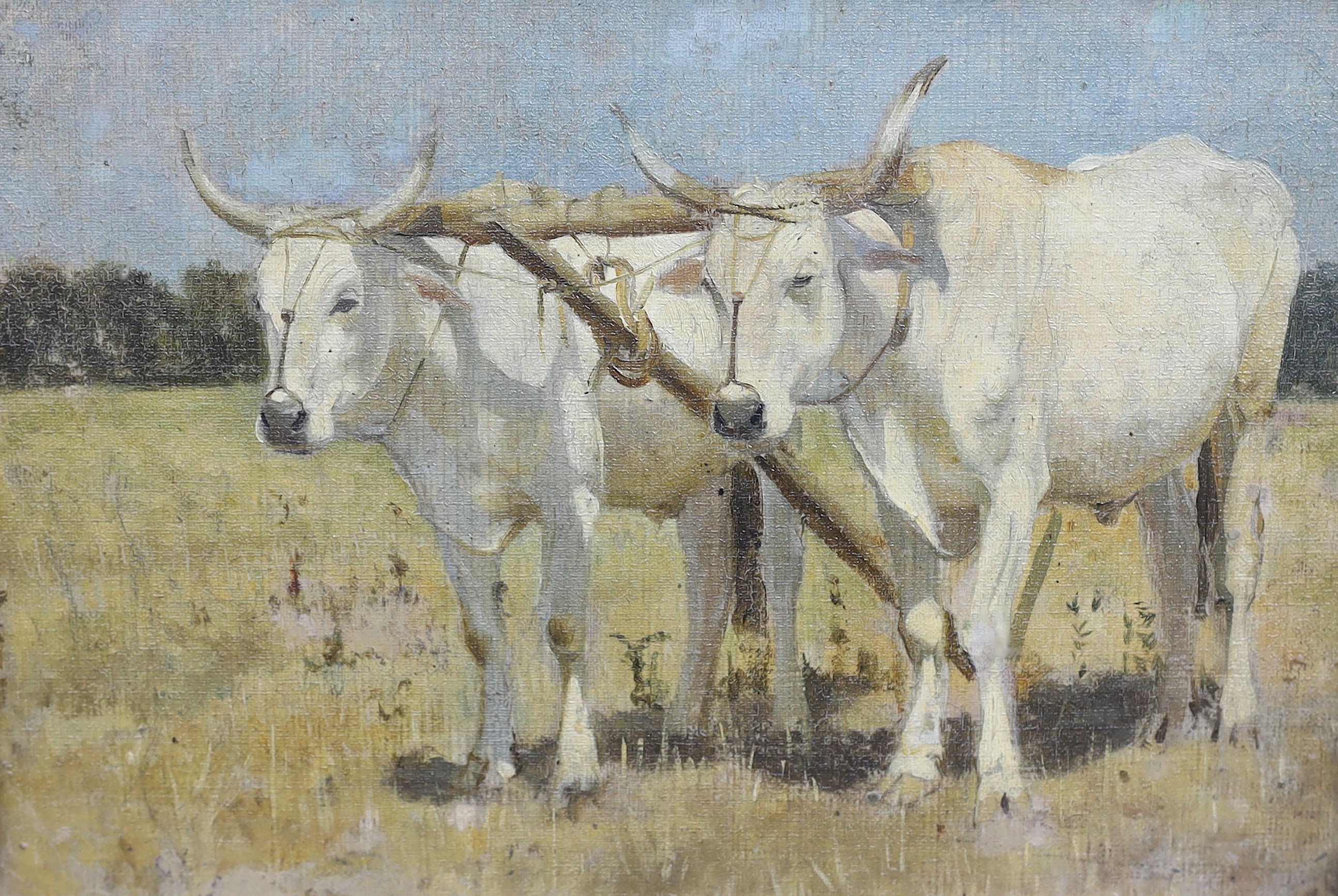 Arthur Lemon (1850-1912), oil on canvas board, White oxen in ploughing harness, unsigned, 20 x 29cm. Condition - fair